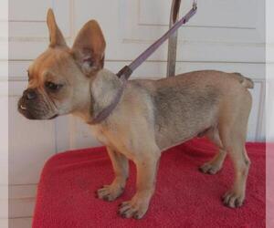French Bulldog Dogs for adoption in Birch Tree, MO, USA