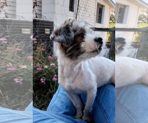 Shih-Poo Dogs for adoption in Rustburg, VA, USA