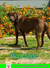 Medium Photo #1 American Staffordshire Terrier-Labrador Retriever Mix Puppy For Sale in Pensacola, FL, USA