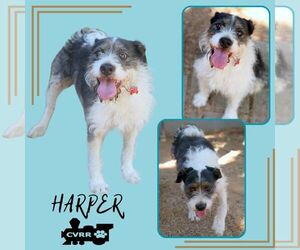Border Collie-Unknown Mix Dogs for adoption in Lindsay, CA, USA