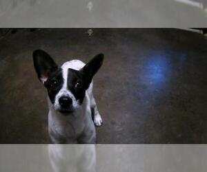 Chihuahua Dogs for adoption in Tulsa, OK, USA