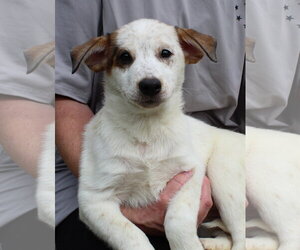 Mutt Dogs for adoption in Prattville, AL, USA