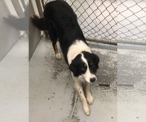 Border-Aussie Dogs for adoption in Fredericksburg, VA, USA