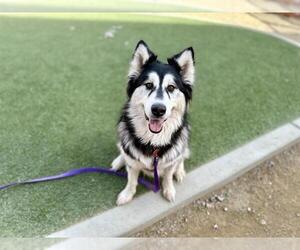 Alaskan Malamute-Unknown Mix Dogs for adoption in Las Vegas, NV, USA