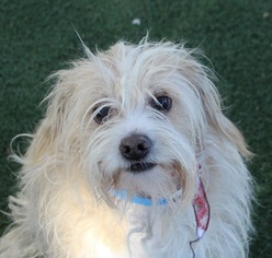 Cairn Terrier Dogs for adoption in Las Vegas, NV, USA