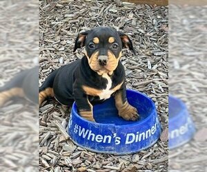 Basset Hound-Unknown Mix Dogs for adoption in San Bernardino, CA, USA