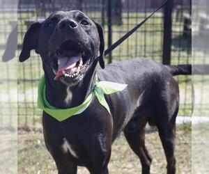 Labrador Retriever-Unknown Mix Dogs for adoption in San Antonio, TX, USA