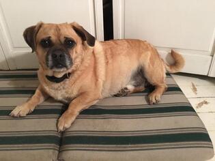 Puggle Dogs for adoption in Little Rock, AR, USA