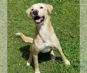 Medium Photo #1 Golden Retriever-Unknown Mix Puppy For Sale in Anniston, AL, USA