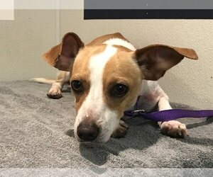 Chiweenie Dogs for adoption in pomona, CA, USA