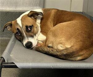 Mutt Dogs for adoption in San Antonio, TX, USA