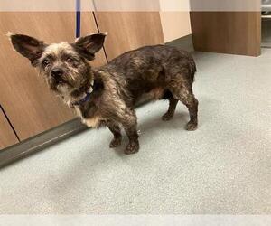 Rat Terrier-Unknown Mix Dogs for adoption in Baytown, TX, USA