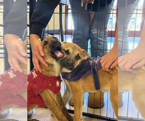 English Springer Spaniel-Unknown Mix Dogs for adoption in San Diego, CA, USA