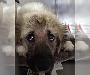 Anatolian Shepherd-Unknown Mix Dogs for adoption in Bakersfield, CA, USA