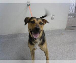 German Shepherd Dog-Unknown Mix Dogs for adoption in Pasadena, TX, USA