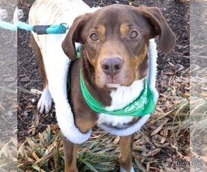 Labrador Retriever-Unknown Mix Dogs for adoption in Washington, DC, USA