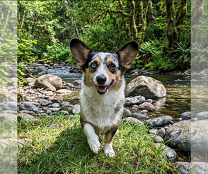 Mutt Dogs for adoption in Vail, AZ, USA