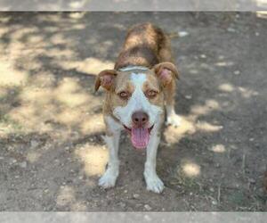 American Staffordshire Terrier-Australian Shepherd Mix Dogs for adoption in Waco, TX, USA