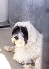 Border Collie Dogs for adoption in Santa Clarita, CA, USA
