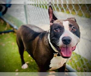American Pit Bull Terrier-Unknown Mix Dogs for adoption in Orlando, FL, USA