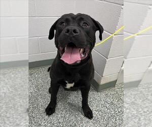 Rottweiler-American Pit Bull Terrier Dogs for adoption in Salisbury, NC, USA