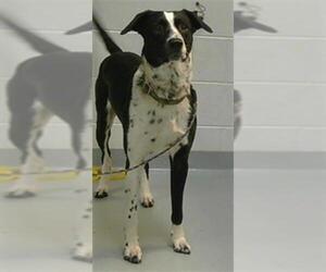 Border Collie-Unknown Mix Dogs for adoption in St. Cloud, FL, USA