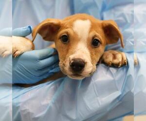 American Staffordshire Terrier Dogs for adoption in San Antonio, TX, USA