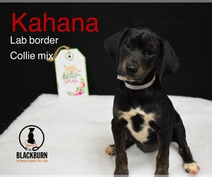 Borador Dogs for adoption in Nicholasville, KY, USA