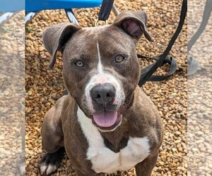 American Pit Bull Terrier-Unknown Mix Dogs for adoption in Anniston, AL, USA