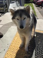 Siberian Husky Dogs for adoption in Fresno, CA, USA
