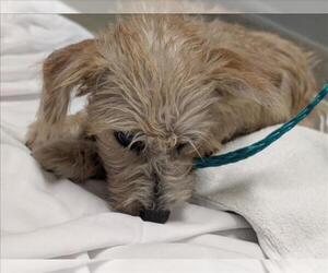 Mutt Dogs for adoption in Las Vegas, NV, USA
