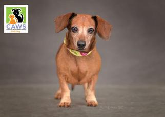 Medium Photo #1 Dachshund Puppy For Sale in Salt Lake City, UT, USA