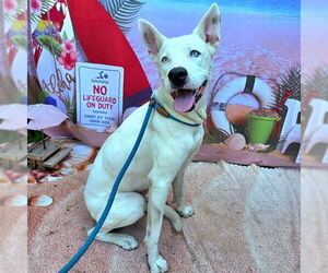 German Shepherd Dog Dogs for adoption in Long Beach, CA, USA