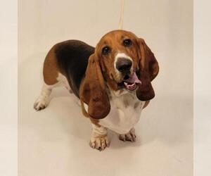 Basset Hound Dogs for adoption in Show Low, AZ, USA