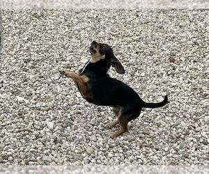 Chihuahua Dogs for adoption in Waco, TX, USA