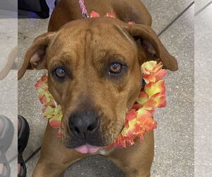 Mutt Dogs for adoption in Fort Pierce, FL, USA