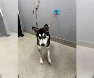 Siberian Husky-Unknown Mix Dogs for adoption in Las Vegas, NV, USA