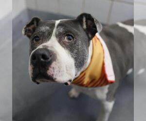 American Bulldog-Unknown Mix Dogs for adoption in San Antonio, TX, USA