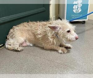 Mutt Dogs for adoption in Pasadena, CA, USA