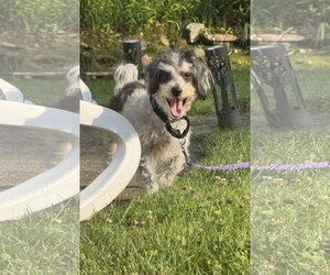 Poodle (Miniature)-Unknown Mix Dogs for adoption in Rockaway, NJ, USA