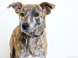 Medium Photo #1 Australian Shepherd-Unknown Mix Puppy For Sale in Eden Prairie, MN, USA