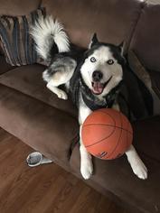 Siberian Husky Dogs for adoption in Boise, ID, USA