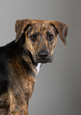 Mountain Cur Dogs for adoption in Ashland, WI, USA