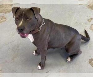 American Pit Bull Terrier Dogs for adoption in Hanford, CA, USA