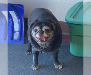 Pug Dogs for adoption in Fargo, ND, USA