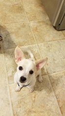 Chi-Corgi Dogs for adoption in Charlotte, NC, USA