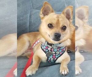 Chiranian Dogs for adoption in Fredericksburg, VA, USA