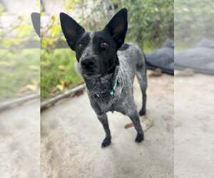 Medium Photo #1 Mutt Puppy For Sale in Paso Robles, CA, USA