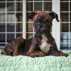 Bullboxer Pit Dogs for adoption in Minneapolis, MN, USA