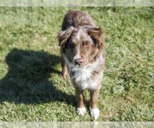 Australian Shepherd Dogs for adoption in Placerville, CA, USA